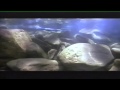 Nikolo Kotzev's Nostradamus - Henriette (Joe Lynn ...