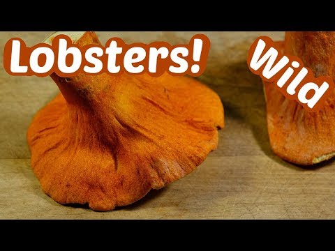 How to Cook Lobster Mushrooms: Braised with Wine & Thyme