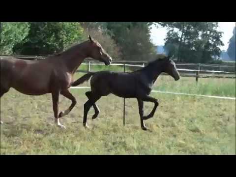 SOLD !!! ***** Zahara v. Blue Hors Zackerey