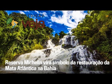 Reserva Michelin transforma área degradada na Bahia em símbolo da restauração da Mata Atlântica
