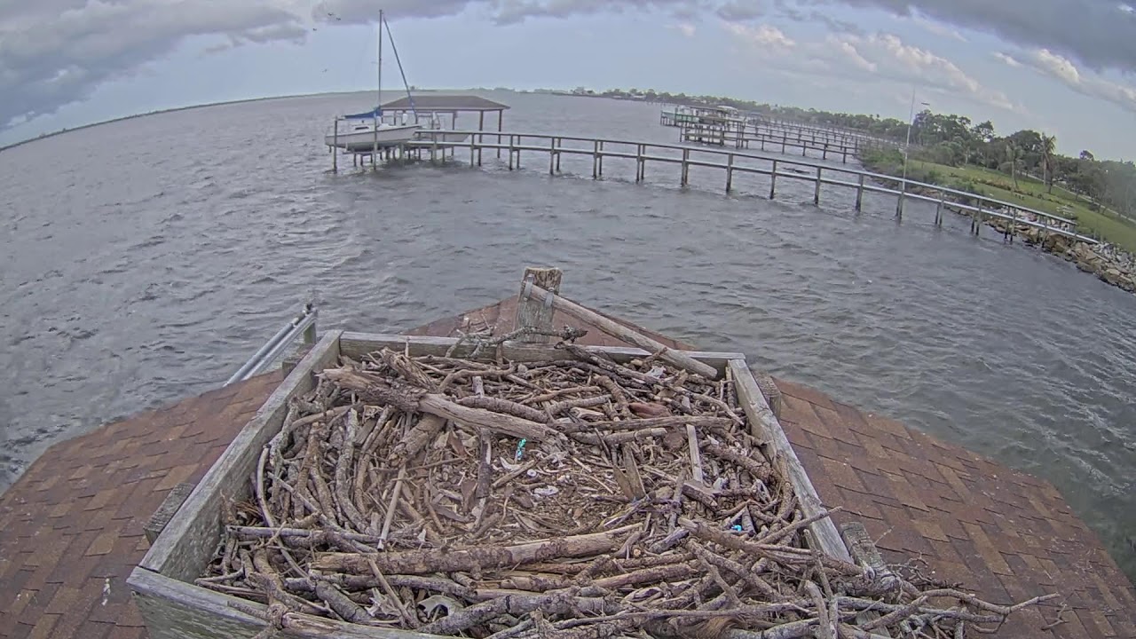 Live webcam view of Rockledge Osprey Nest Cam