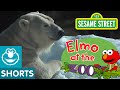 What Makes Each Animal Unique Elmo At The Zoo 9