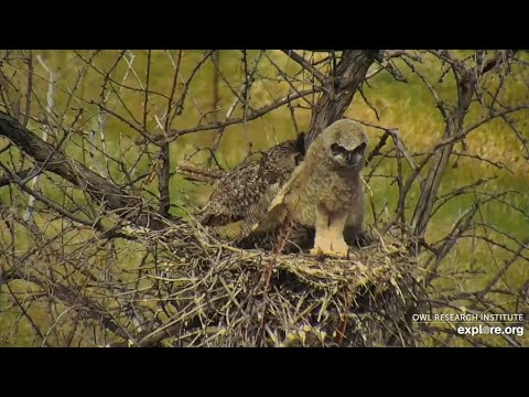 GHO Nest at Roger's Place - 5/8/2022 - Owlet stretching