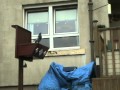 Scottish Doos Nitshill Leady Tipped Doo MPG
