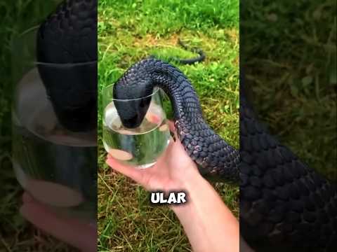 Jangan mendekati ular yang lagi minum