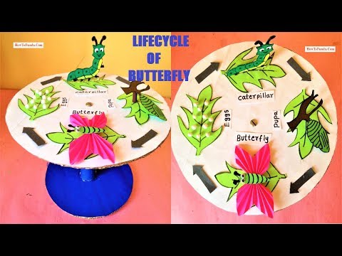 life cycle of a butterfly model 3d making using cardboard science project howtofunda still model
