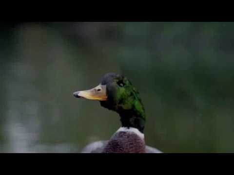 Bingo Players ft Far East Movement   Get Up Rattle Official Video1