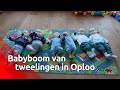Oploo heeft een babyboom van tweelingen