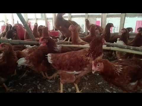 Rooster Crowing Compilation plus 2020 - Rooster crowing sounds en Harvesting Eggs to Chicks_Akash