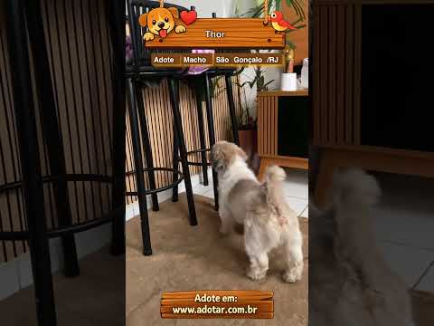 Vídeo de Thor 