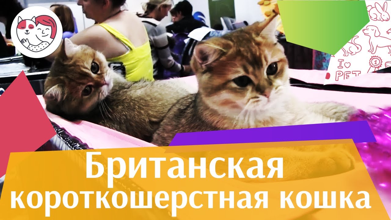 5 особенностей ухода за золотистым ретривером