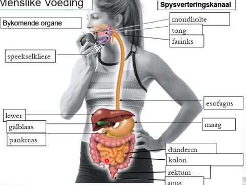 LEWENSWETENSKAP GRAAD 11: 11 Mei 2020 - periode 7 (11117)