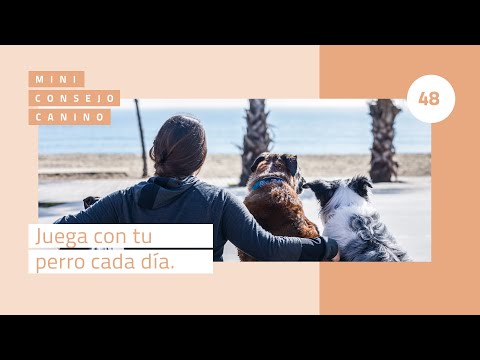 Mini-consejo canino 48: Juega con tu perro cada día
