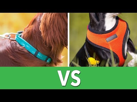 Dog Harness vs. Collars | Ultimate Pet Nutrition - Dog Health Tips