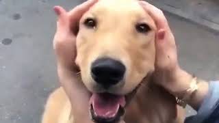 【レトリバー】耳を隠すとこんな顔ww