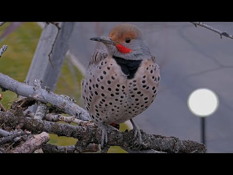 A Pair Of Handsome Northern Flickers Drop By The Hellgate Osprey Nest | Dec. 18, 2025