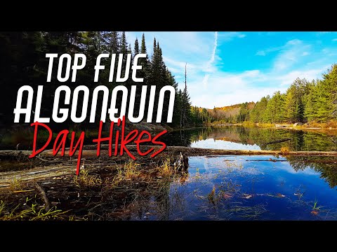 My TOP 5 Algonquin Park Day Hikes, and 1 Bonus!