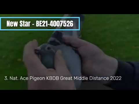 Freddy & Jacques Vandenheede present their 2022 KBDB National Acepigeons
