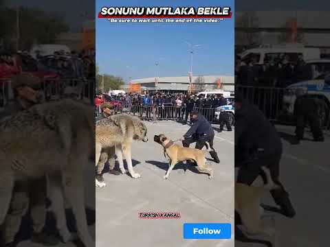 KANGAL VS ORTHER DOGS