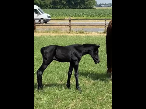 Theia-mieka (Clintrexo Z x Darco)