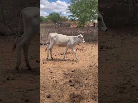 Visitando seu Pedro em Casserengue PB.