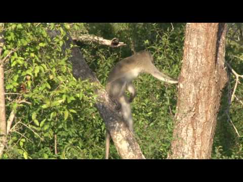 safari.tv diary - 14 may 2010