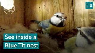 Download lagu See inside a Blue Tit nest - from eggs to chicks | RSPB Nature Breaks mp3