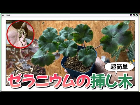 アイビーゼラニウム（Pelargonium peltatum）の挿し木はいつ、どのように行うのですか？チュートリアルとビデオ  庭園