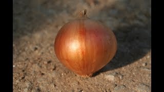 저장양파(onion)수확후 장기보관방법, 심는시기,가꾸는 방법