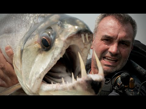 LE POISSON VAMPIRE, un monstre venu d'Amazonie ! - Cyril Chauquet
