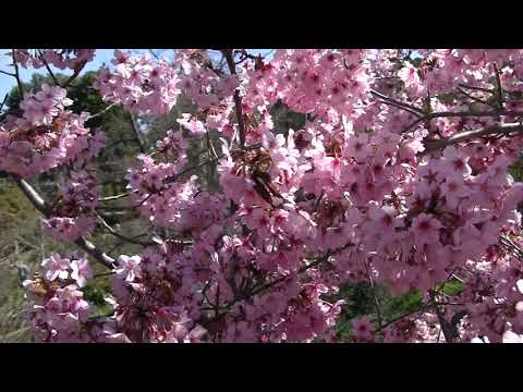 00002 The Huntington 3-13-2019(13 มีนา 2019)4