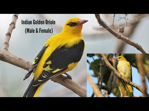 Indian Oriole Male & Female Gracefully Perching | Mesmerizing Sights plumage & unique features