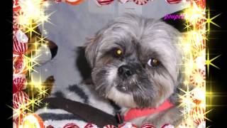 NOS AMOURS DE CHIEN.HENRY DES *CHANSON POUR MON CHIEN*