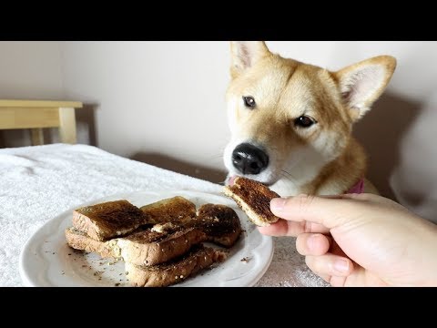 download lagu mp3 mp4 Can My Dog Eat Toast, download lagu Can My Dog Eat Toast gratis, unduh video klip Can My Dog Eat Toast