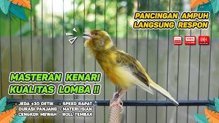 Download lagu Kenari GACOR NGEREK‼️ Masteran Kenari PAUD dan Pancingan Kenari MACET BUNYI dan Betina NGIWIR - 378 mp3 Download lagu Kenari GACOR NGEREK‼️ Masteran Kenari PAUD dan Pancingan Kenari MACET BUNYI dan Betina NGIWIR - 378 mp3