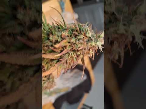 This is a Pink Runtz Autoflower. about to head into 48 hrs of dark b4 she gets the axe!!!