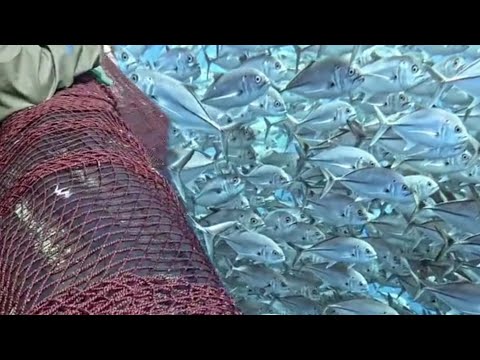 Amazing Big Catch Thousands Tons Fish With Modern Big Boat!  Net Fishing on the sea - fish video 4k