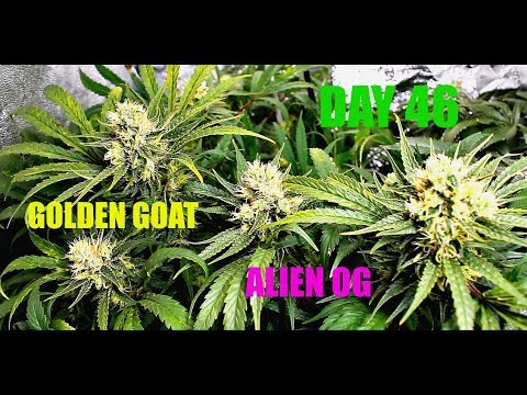 Flowering Cannabis In A Grow Tent Day 46: Golden Goat, Alien OG