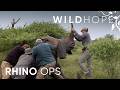 Why Dehorning Rhinos May Be Their Only Path to Safety | WILD HOPE