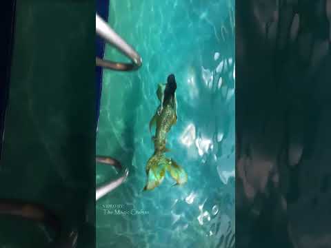 POV: You find a mermaid in the pool