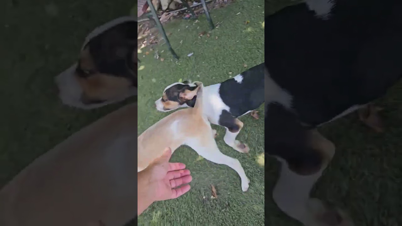 Enlarge Oliver Outstanding, a Adoptable mixed breed in Woburn, MA video 6/6
