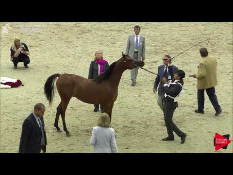 146 SG MEHWAR Sharjah International 2018