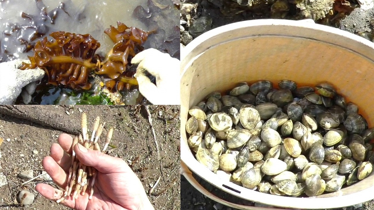 【アサリ祭り】潮干狩りの帰りに偶然見つけたつくしを摘む