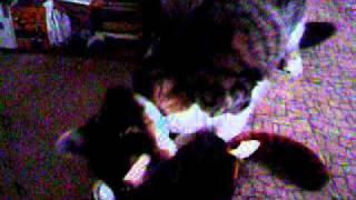 Buttons: The Cat: The Movie