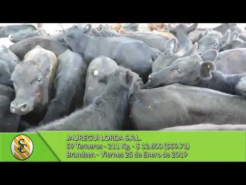 25-1-19 - Venta de Machos - Jauregui Lorda S.R.L. -  Brandsen