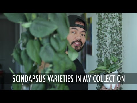 , title : 'How to Care & Propagate Scindapsus Varieties | Houseplant Care Tips'