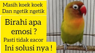 Download lagu MENGATASI LOVEBIRD YANG MASIH KOEK KOEK DAN NGETIK NGETIK mp3 Download lagu MENGATASI LOVEBIRD YANG MASIH KOEK KOEK DAN NGETIK NGETIK mp3