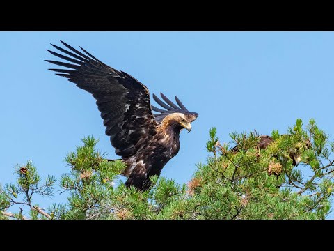 OÖ JagdTV - Illegale Greifvogel-Tötungen, Gipfel in Linz