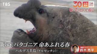 『世界遺産』6/7(日) バルデス半島〜南米パタゴニア命あふれる春【TBS】