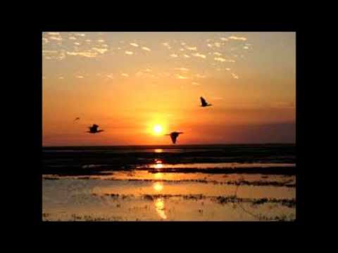 JULIO MIRANDA LAMENTO GUAIQUERI